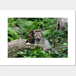 Wild Cat / Swiss Artwork Photography Posters and Art